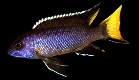 Аки Темно-синий (Gephyrochromis acei "Itungi")